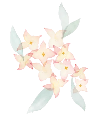 沈丁花イラスト